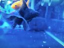 美贊臣鉑睿3段 a2奶粉 幼兒配方奶粉(12-36月)850g*6 牛奶粉 新國(guó)標(biāo) 曬單實(shí)拍圖