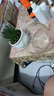 波露繁星雪花蘆薈盆栽多肉植物室內(nèi)桌面綠植花卉客廳盆栽h 波露綠錦+白條紋盆 曬單實(shí)拍圖