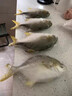 金鯧魚(yú)大鯧魚(yú)鮮活新鮮冷凍海魚(yú)金昌魚(yú)切段平魚(yú)銀魚(yú)白鯧鳊魚(yú)冰鮮 300g-400g/條*3條 曬單實(shí)拍圖