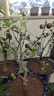 惜林園貴人果海棠果樹(shù)果苗北方耐寒地栽盆栽盆景南方庭院度假村別墅樹(shù)苗 8年苗 造型 50cm(含)-60cm(不含) 曬單實(shí)拍圖