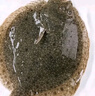 鮮活多寶魚450-550g/條 曬單實(shí)拍圖