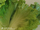 【高原夏菜】鐘靈山羅馬生菜400g 曬單實拍圖