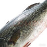 鮮活鱸魚400-500g/條 曬單實拍圖
