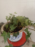 臨雅常春藤盆栽爬藤吊蘭垂吊植物冬季陽(yáng)臺室內四季常青吸甲醛金邊綠植 常春藤110# 曬單實(shí)拍圖