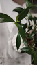 八芽小葉梔子花盆栽開花植物室內(nèi)桌面茶幾好養(yǎng)花卉綠植辦公室凈化空氣 小葉梔子花-陶瓷豎紋盆 帶盆栽好 曬單實(shí)拍圖
