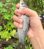 偏光釣魚(yú)眼鏡看漂專(zhuān)用專(zhuān)業(yè)射魚(yú)可見(jiàn)水下底三米偏光鏡釣魚(yú)開(kāi)車(chē)眼鏡 曬單實(shí)拍圖