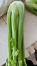 京地達(dá)山東榨汁西芹凈半葉芹菜榨汁蔬菜嫩心凈重5斤源頭直發(fā)包郵 曬單實(shí)拍圖