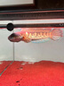 尼奧光 NEO-HELIOS尼奧魚(yú)缸燈雷龍燈led燈防水增色增艷日光發(fā)色燈 25W日光燈72cm【適用75-95魚(yú)缸】 曬單實(shí)拍圖
