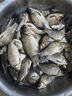 天元鄧剛千川7代魚竿鰱鳙大物竿超輕超硬釣魚竿臺釣竿釣魚裝備 7.2m 曬單實拍圖