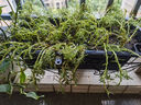 重瓣太陽花苗宿根混色植物綠植花卉盆栽四季開花帶根帶花苞發(fā)貨 重瓣混色18-24色 100枝 帶根 曬單實(shí)拍圖