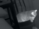 THERMAL MASTER天眼dv2x2艾睿熱成像天眼dv3天眼熱成像x3手機(jī)戶外熱成像夜視儀 【256*192分辨率】天眼X2 曬單實(shí)拍圖