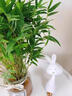 臨雅水培植物米竹盆栽辦公室內(nèi)水養(yǎng)綠植盆景好養(yǎng)活60-70cm*1源頭直發(fā) 曬單實拍圖