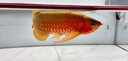曉之魚龍魚專用發(fā)色燈NEC增色三基色魚缸燈紅龍金龍魚燈潛水燈防水燈 白光98CM-30W-6700K防水燈 曬單實拍圖