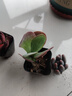 多肉植物小盆栽批發(fā)套裝多肉組合桃蛋玉露綠植花卉桌面陽(yáng)臺辦公桌 小盆唐印【5-6厘米】塑料盆發(fā) 曬單實(shí)拍圖