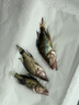 鱖魚苗桂花魚苗淡水養(yǎng)殖食用翹嘴鱖大眼鱖斑鱖魚肉食活體紅紋鱖魚 鱖魚苗4-5厘米10條送10%防損 曬單實拍圖