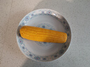 北緯47°黃糯玉米4斤(200g*10根)東北甜黏鮮玉米棒真空包裝  早餐苞米 曬單實拍圖