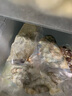 鮮京采 厄瓜多爾白蝦 凈重3斤/盒 特大號20-30規(guī)格   30-45只/盒 曬單實拍圖