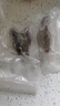 美風(fēng)堂 海參即食大連海參野生遼參非干貨刺參海鮮21-30只固形物≥60% 曬單實拍圖