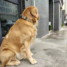 OIMG狗項圈不傷脖子大型犬脖圈中小型犬訓(xùn)練戶外猛犬寵物項圈金毛薩摩 棕色項圈 L碼-建議體重45-65斤 曬單實拍圖