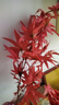 黛莉森 假樹葉楓葉仿真綠植仿真花假花假樹枝紅楓葉客廳餐桌花室內(nèi)軟裝飾品花藝樣板房插花擺件拍攝背景道具 單枝楓葉-紅色（不帶瓶） 曬單實拍圖