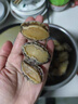 鯨甘郎純鮑魚(yú)肉鮮活冷凍大鮑魚(yú)加工熟凍三去免處理無(wú)殼新海鮮小鮑魚(yú)送禮 【約25頭】三去鮑魚(yú)肉毛重1斤 曬單實(shí)拍圖