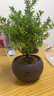 八芽 小葉赤楠盆景擺件室內(nèi)綠植花卉盆栽老樁客廳辦公室桌面好養(yǎng)植物 （【熱銷款】舍得紫砂盆赤楠+苔蘚+底座） 曬單實(shí)拍圖
