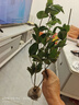 桂花樹(shù)苗金桂丹桂八月四季桂盆栽花卉庭院綠植桂花苗綠化苗木 10棵起拍【50到1米】 不含盆 曬單實(shí)拍圖