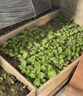 北蔬 蔬菜種子苗生菜菠菜小香蔥芹菜陽臺四季菜種籽 12種蔬菜種子套餐 曬單實(shí)拍圖