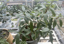 開時果 金邊瑞香盆栽濃香型 四季開花卉好養(yǎng)耐寒綠植盆景源頭直發(fā)包郵 原生盆2盆 曬單實拍圖