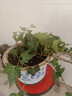 臨雅常春藤盆栽爬藤吊蘭垂吊植物冬季陽(yáng)臺室內四季常青吸甲醛金邊綠植 常春藤110# 曬單實(shí)拍圖