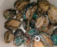江船長(zhǎng) 冷凍大鮑魚(yú)凈重270g 10粒裝 去內(nèi)臟 活鮑加工火鍋燒烤食材  曬單實(shí)拍圖