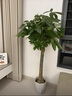 芙洛拉花園【兩小時(shí)達(dá)】發(fā)財(cái)樹大型綠植物盆栽室內(nèi)好養(yǎng)落地客廳開業(yè)喬遷送禮 單桿發(fā)財(cái)樹 曬單實(shí)拍圖
