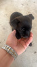 旺園興中華田園犬混血活體小土狗混血幼犬黑狗黃狗看家犬 田園級(jí) 黑狗 公-品相隨機(jī)不支持挑選 曬單實(shí)拍圖