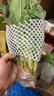 廣東高州甜麥苗圓葉甜麥菜苗蔬菜苗嘜菜種苗脆甜爽口現(xiàn)拔現(xiàn)發(fā)種植 高州圓葉麥菜苗【40顆+4棵】 曬單實(shí)拍圖