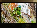 三星（SAMSUNG）27英寸 G81SF QD-OLED 4K 240Hz 0.03ms 防燒屏防眩光超薄設(shè)計玄龍騎士 電競顯示器LS27FG812SCXXF 曬單實拍圖