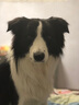 伯納天純經(jīng)典系列中大型犬成年犬糧12月齡以上通用糧金毛哈士奇15kg/30斤 曬單實拍圖