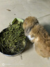 比克熊 苜蓿草1kg兔糧兔子草料烘干紫花幼兔牧草豚鼠磨牙飼料糧草毛重 曬單實(shí)拍圖