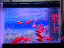 雙鳳迎貴來(lái)新款魚(yú)缸背景貼紙背景畫(huà)海底正面膠缸外3D高清立體魚(yú)缸壁畫(huà) 水草111 100*60CM（長(cháng)*高） 曬單實(shí)拍圖