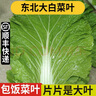 良知農(nóng)哥【順豐】東北新鮮白菜葉飯包大白菜葉子打包 新鮮蔬菜 2斤菜葉 無醬 陸運(yùn) 曬單實拍圖