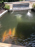 漁大夫肥水膏濃縮氨基酸魚龍蝦蟹塘生物肥水膏王水產(chǎn)養(yǎng)殖專用培藻硅藻種 肥水膏買10送7（送4桶肥水膏+3袋EM菌粉） 曬單實(shí)拍圖
