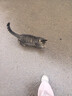 四叔公果蔬軟棗獼猴桃【順豐-多地次日達】龍城2號奇異莓水果禮盒中秋禮品 【蜜糖甜】A+至尊果單果｜20-30g 【豪華禮物】5斤禮盒｜老農嚴選 曬單實(shí)拍圖