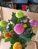 花行榜菊花盆栽九月千頭菊室內外耐寒好養(yǎng)花卉植物 乒乓菊/混色源頭直發(fā) 曬單實拍圖
