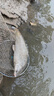 BAISHA FISH BS白鯊鰱鳙二代方塊餌料酸臭味草莓味霧化好拋竿海竿主攻花白鰱魚餌 二代酸臭鰱鳙方塊【慢霧化】 【1包裝】 曬單實拍圖