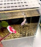 智宙斗魚棒斗魚訓練棒展尾訓練斗魚玩具逗魚棒趣味互動增強體色斗魚筆 藍色斗魚棒 曬單實拍圖