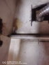 地依貓?bào)胨?0包裝全殺蟑餌劑家用廚房窩端滅蟑清小蠊克星滅蟑神器克星 曬單實(shí)拍圖