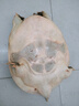 徐慧慧 鮮活外塘生態(tài)甲魚野外生長放養(yǎng)冷水團魚王八老鱉活體 3.5-3.7斤【青黃公鱉】 曬單實拍圖