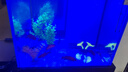 百綸木千草金魚觀賞魚冷水魚不加溫新手好養(yǎng)純種鳳尾大紅草魚苗 10-12cm長(zhǎng)尾紅金9條 送魚糧 曬單實(shí)拍圖
