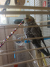 仟蕓純手養(yǎng)玄鳳鸚鵡活鳥黃化幼鳥鸚鵡雛鳥原始灰白子會說話會唱歌寵物 4個月手養(yǎng)[珍珠+原始]1對 曬單實拍圖