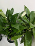 【熱銷款】白掌一帆風順盆栽水培植物室內花綠植紅掌發(fā)財樹吸甲醛 特級白掌帶花+繁星自吸盆 曬單實拍圖