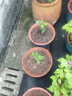 云南深紫色棒棒糖三角梅花盆栽三角梅紫色球形開花陽臺品種庭院 天空藍(lán)【2年苗當(dāng)年開花適合盆栽】 曬單實(shí)拍圖